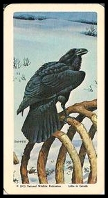 48 Raven